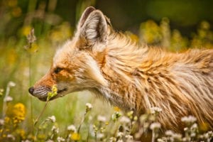 Red fox © Morgan Heim