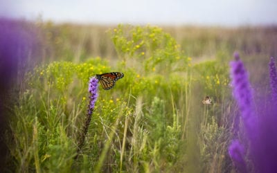 Wilderness Was Not America’s New Idea: Exploring a New Wilderness Stewardship Ideal at the 2018 National Wilderness Workshop