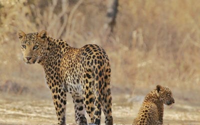 Jhalana: The Abode of the Urban Leopards