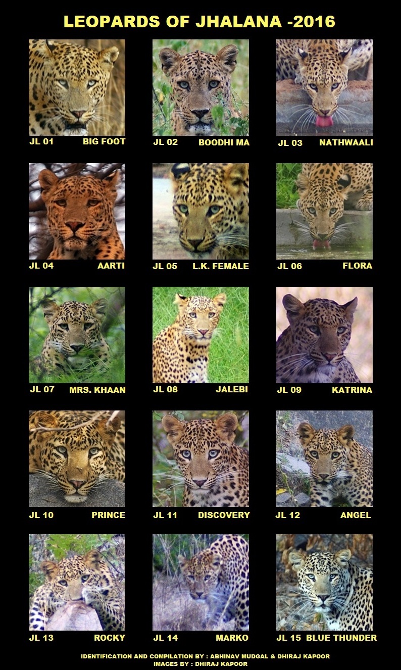 Forest Animals Name In Marathi
