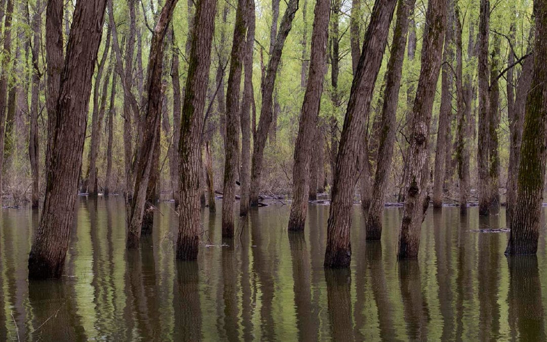 Engineered Wildness: The Lower Mississippi River, an Underappreciated National Treasure