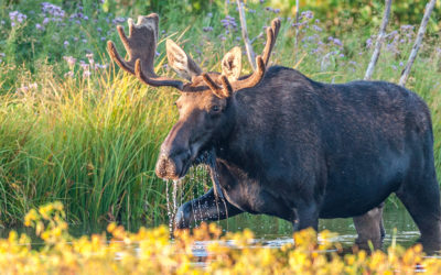 Good News: Wilderness Is Not a Victim of Our Current Intense Political Partisanship